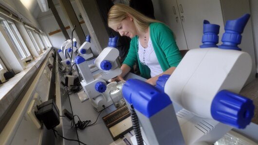 Eine Studentin arbeitet an der Mikroskopierstraße im schülerlabor der Arbeitsgruppe Biologiedidaktik der Universität Jena.
